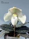 Paphiopedilum Niveum